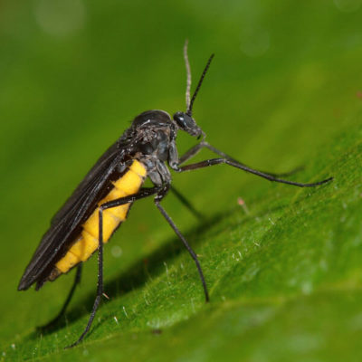 Fungus Fly identification in Kalamazoo |  Griffin Pest Solutions