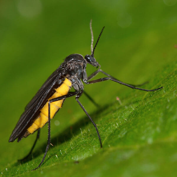 Fungus Fly identification in Kalamazoo |  Griffin Pest Solutions