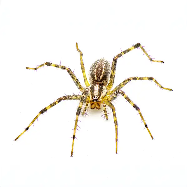 Funnel Weaver Spider identification in Kalamazoo | Griffin Pest Solutions