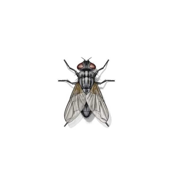 Garbage Fly identification in Kalamazoo |  Griffin Pest Solutions