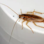 German cockroach on a smooth white surface