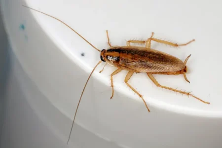 German Roach Prevention in your area