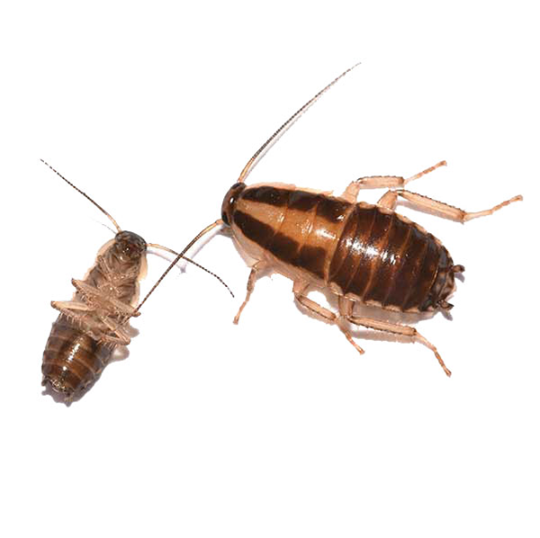 German Cockroach identification in Kalamazoo |  Griffin Pest Solutions