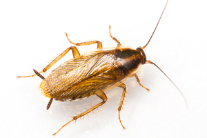 what is a german cockroach 