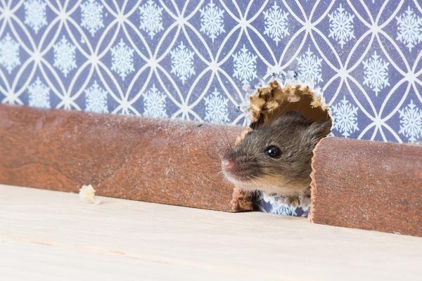 Mouse peeking through a hole in the wall