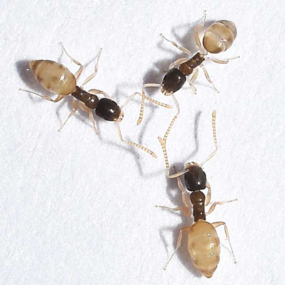 Ghost Ant identification in Kalamazoo |  Griffin Pest Solutions