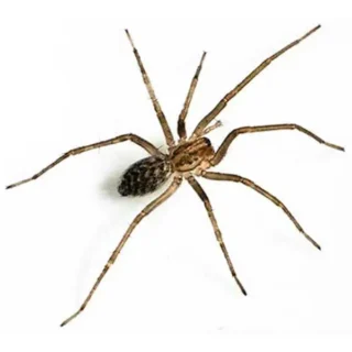 A giant house spider on a white background