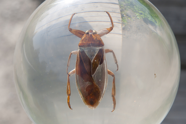 giant waterbug