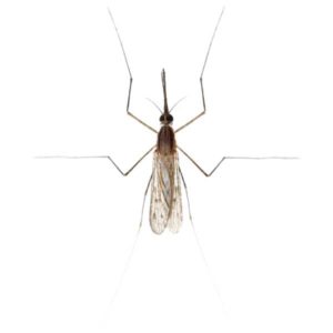Gnat identification in Kalamazoo |  Griffin Pest Solutions