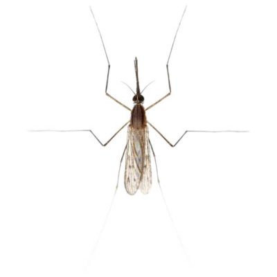 A gnat on a white background