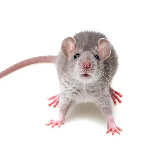 A gray rat on a white background - keep pests away from your home with Griffin Pest Solutions