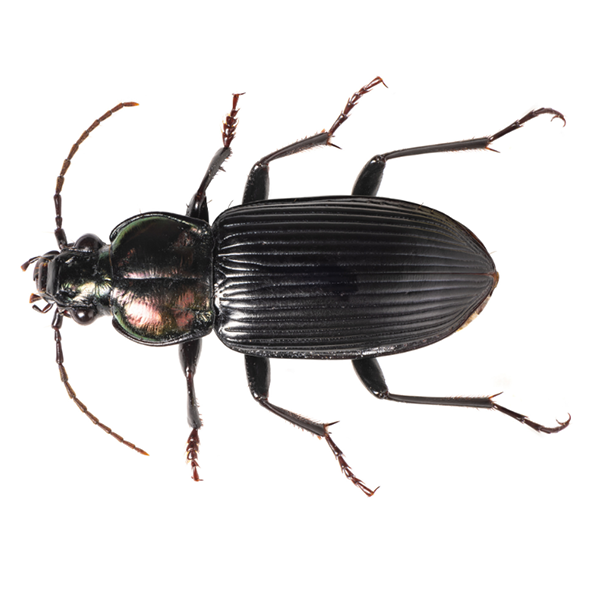 Ground Beetle identification in Kalamazoo |  Griffin Pest Solutions