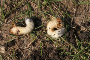 look for and pull out grubs beneath sod on your lawn