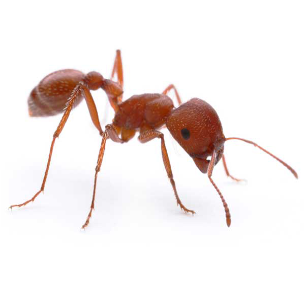 Harvester Ant identification in Kalamazoo |  Griffin Pest Solutions