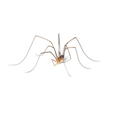 Harvestmen / Daddy Longlegs identification in Kalamazoo |  Griffin Pest Solutions
