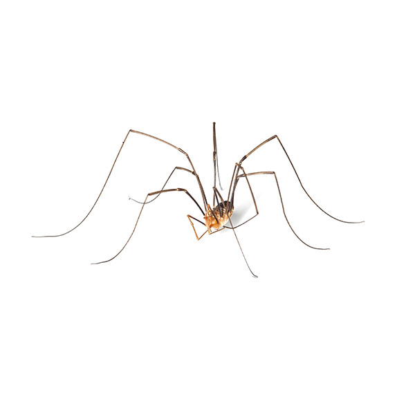 Harvestmen / Daddy Longlegs identification in Kalamazoo |  Griffin Pest Solutions