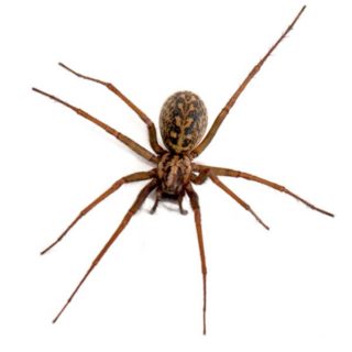 Hobo Spider identification in Kalamazoo | Griffin Pest Solutions