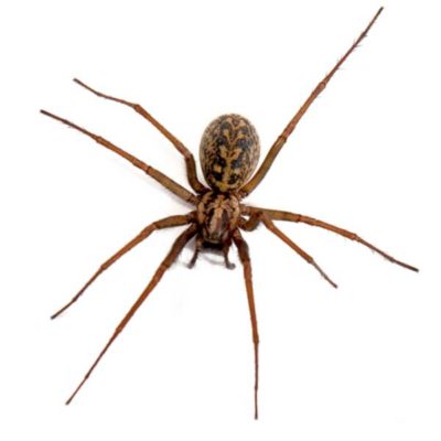 Hobo Spider identification in Kalamazoo |  Griffin Pest Solutions