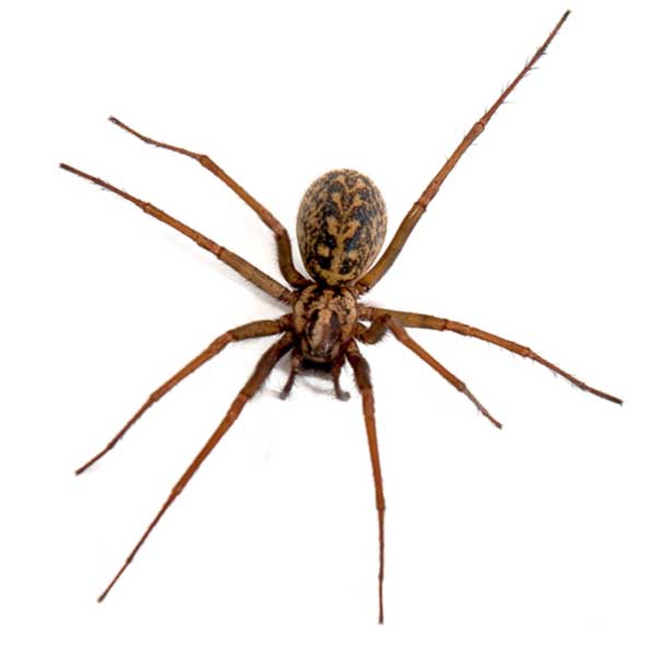 Hobo Spider identification in Kalamazoo |  Griffin Pest Solutions
