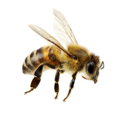 A honey bee on a white background