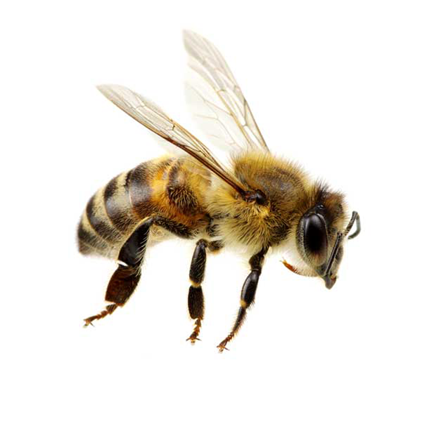Honey Bee identification in Kalamazoo |  Griffin Pest Solutions