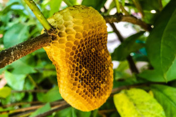 honeycomb in Michigan - don’t get too close to avoid getting stung