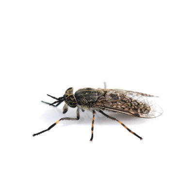 Horse Fly identification in Kalamazoo |  Griffin Pest Solutions