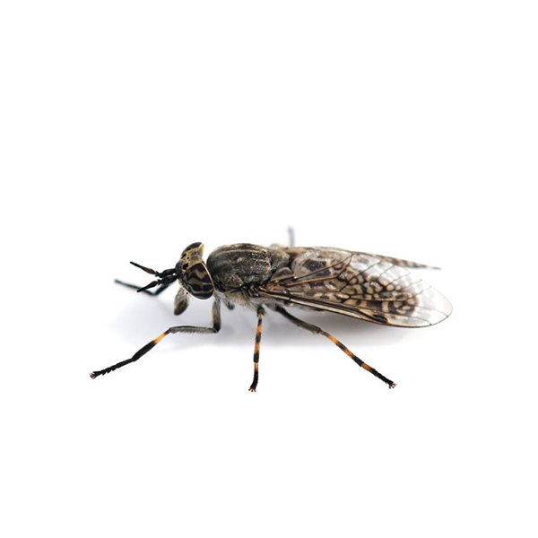 Horse Fly identification in Kalamazoo |  Griffin Pest Solutions