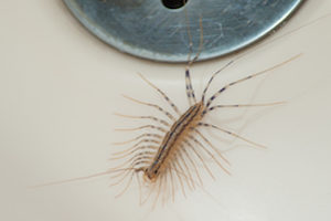 house centipede