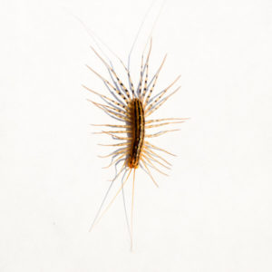 House Centipede identification in Kalamazoo |  Griffin Pest Solutions