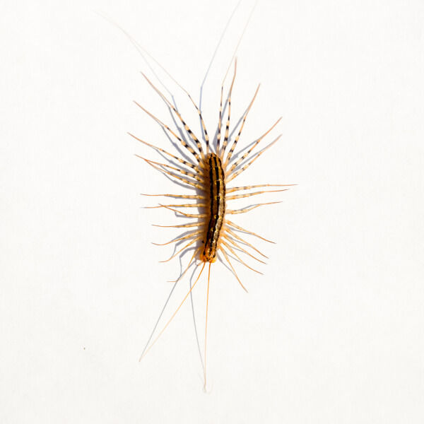 House Centipede identification in Kalamazoo |  Griffin Pest Solutions