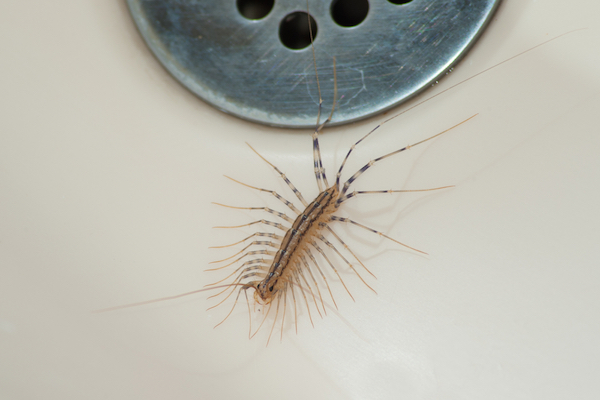 This is a house centipede. They are bad.