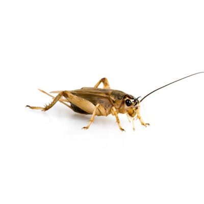 A house cricket on a white background