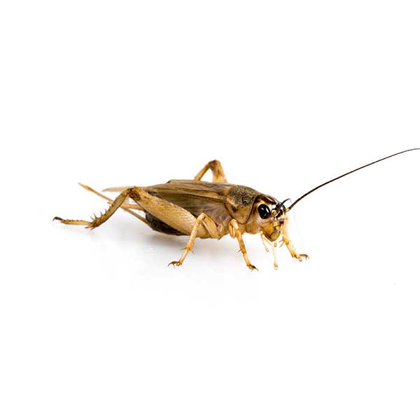 House Cricket identification in Kalamazoo |  Griffin Pest Solutions