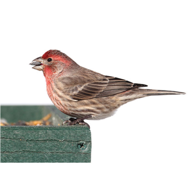 A house finch eating bird seed on a white background