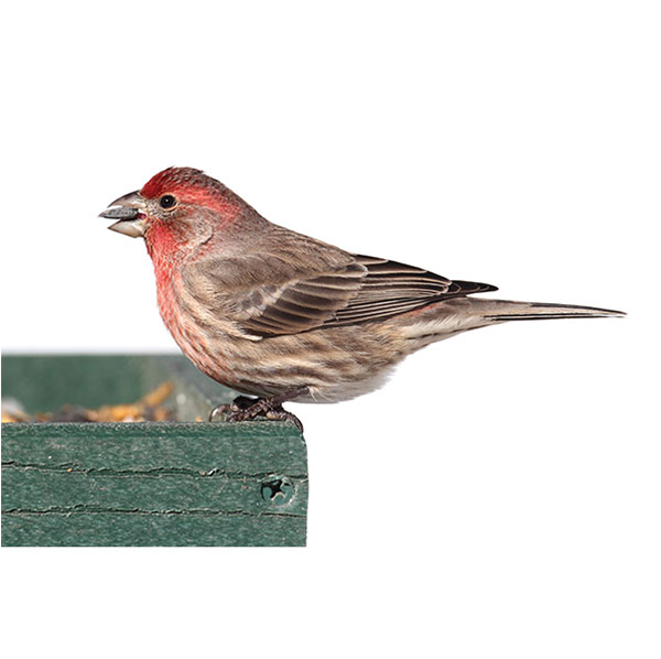 House Finch identification in Kalamazoo |  Griffin Pest Solutions