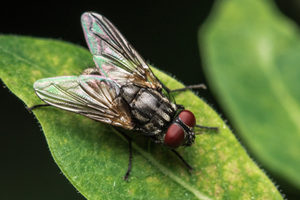 house flies in summer