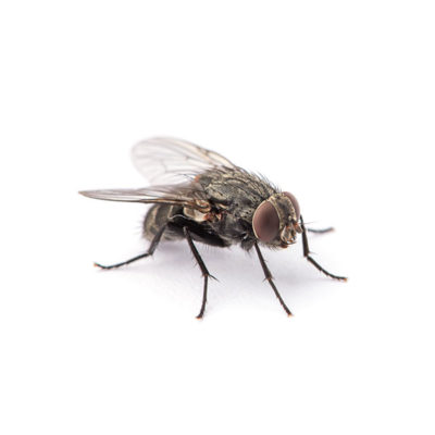 A house fly on a white background