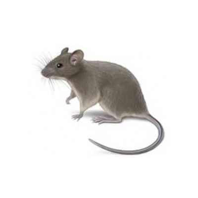 An illustration of a house mouse a white background