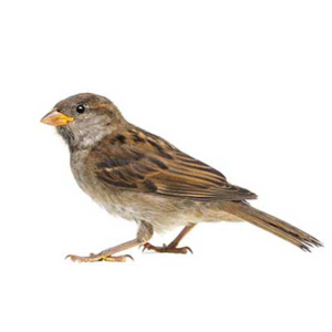House Sparrow identification in Kalamazoo |  Griffin Pest Solutions