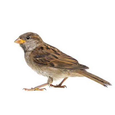 A house sparrow on a white background
