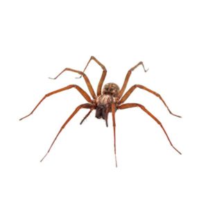 House Spider identification in Kalamazoo |  Griffin Pest Solutions