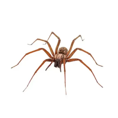 A house spider on a white background