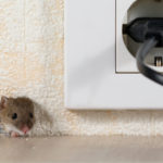 Mouse peeking out of a small mouse hole in a home's wall next to an electric outlet