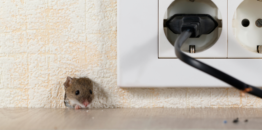 Mouse peeking out of a small mouse hole in a home's wall next to an electric outlet