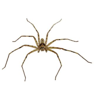 Huntsman Spider identification in Kalamazoo | Griffin Pest Solutions