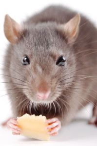 rat with cheese on a white background