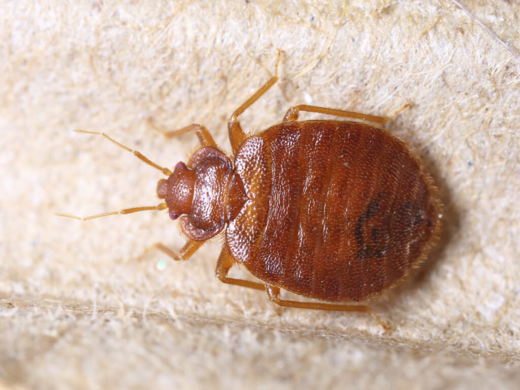 BED BUG