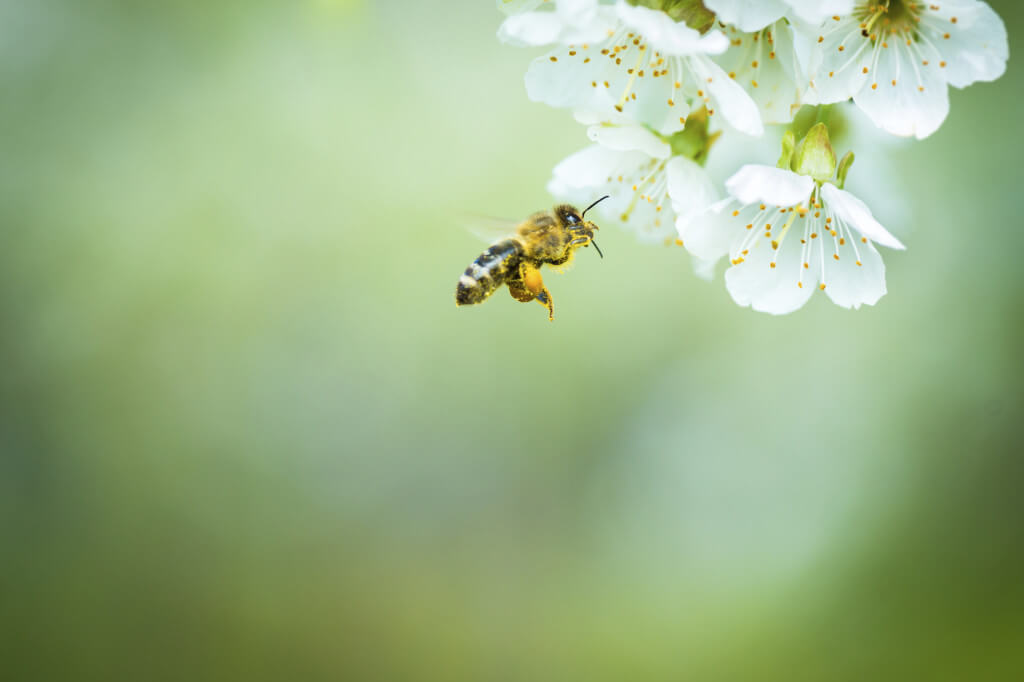 honey bee on blossom