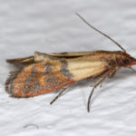 Indian Meal Moth close-up